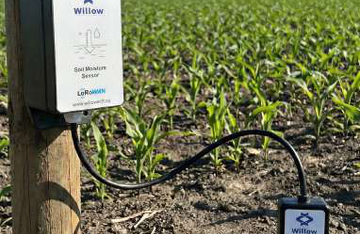 Field-installed soil monitoring sensor in an agricultural environment.